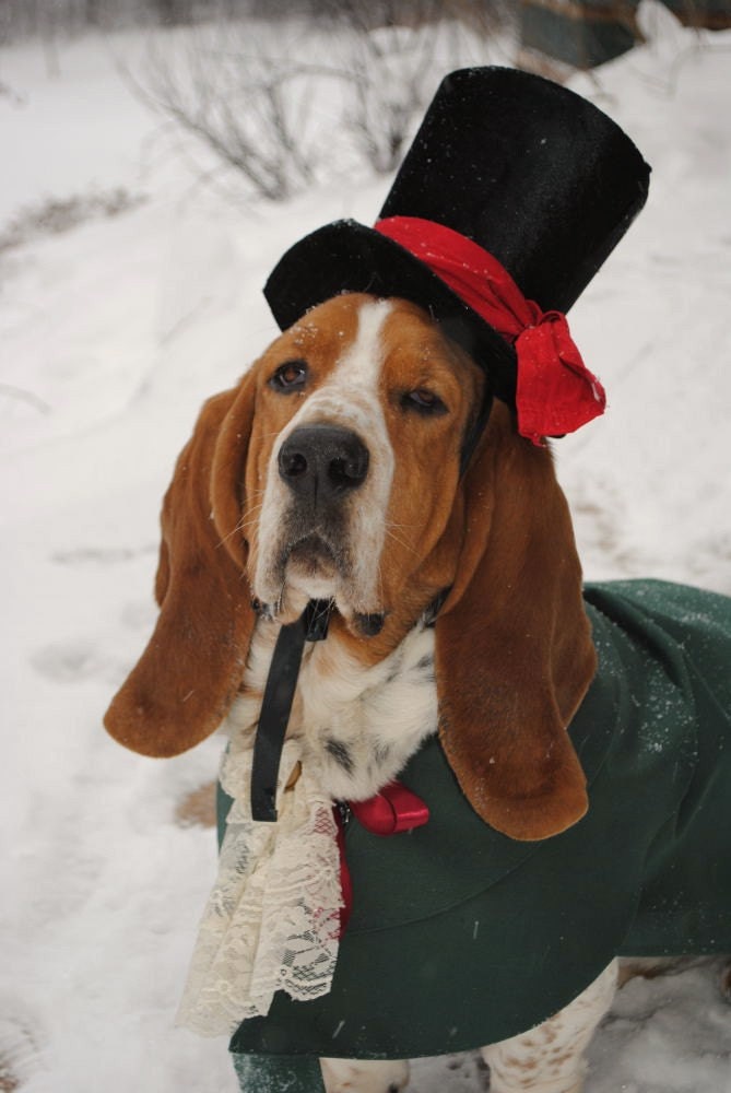 Christmas Caroler Dog Pet Costume outfit by MattiOnline on Etsy CUSTOM small to medium size