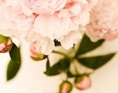 Flower photography flower photograph light pink peony fine art nature photo floral wall art botanical home decor nursery art 8x8