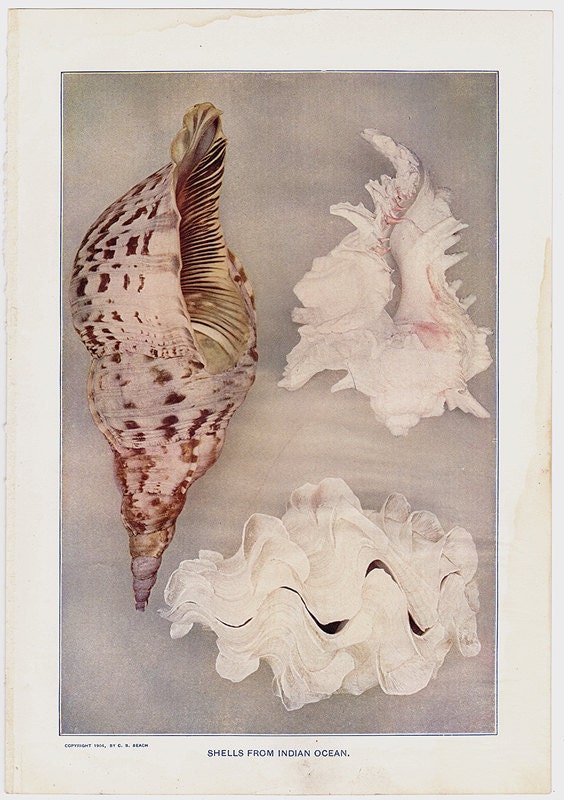 Shells from Indian Ocean antique encyclopedia illustration page vintage natural history - Free U.S. shipping