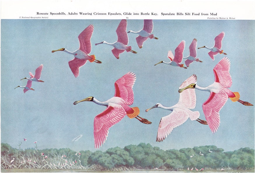 Roseate Spoonbills illustration 1949 Walter A. Weber vintage magazine page - Free U.S. shipping