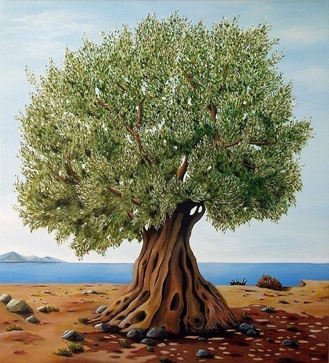 Olive Tree  -  Fine Art Print