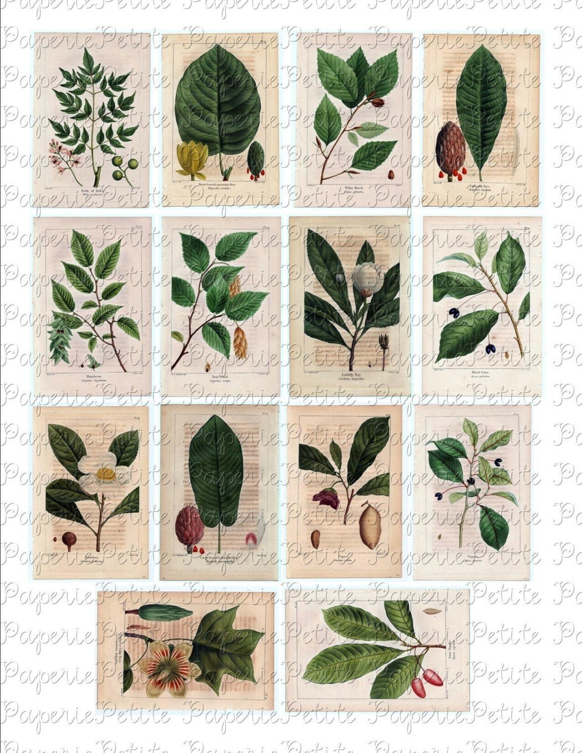 Botanical Leaves and Flowers Digital Download Collage Sheet A