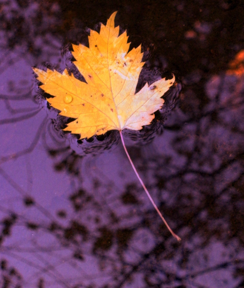Fall Leaf Stream Floating Autumn Creek Golden Maple Leaf Rustic Cabin Lodge Photograph