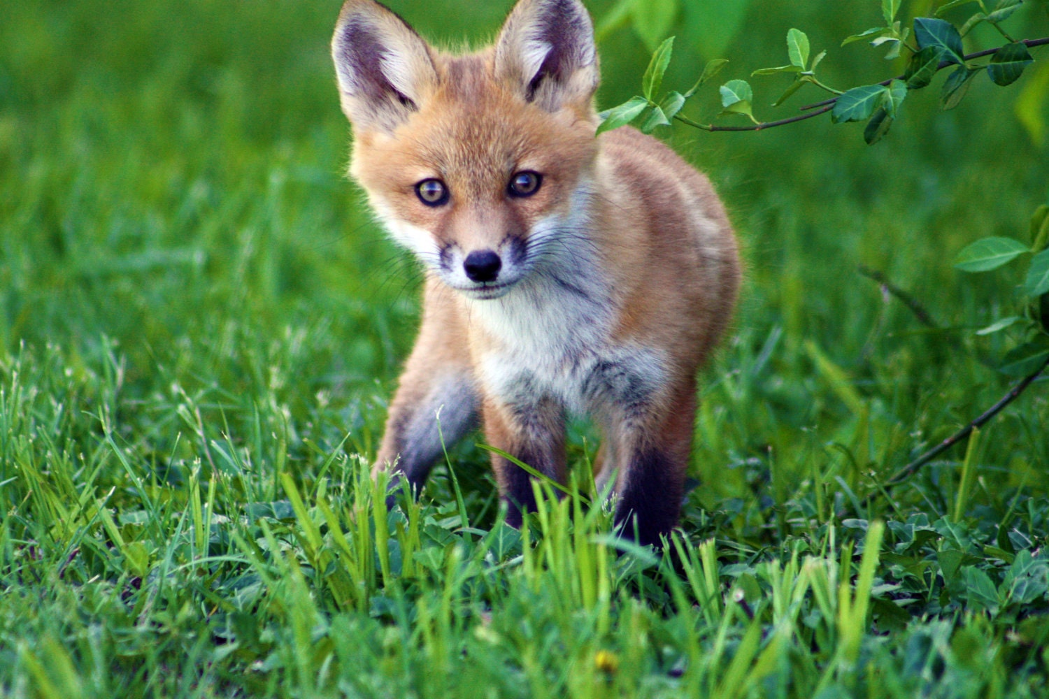Fox Kit Fine Art Photo Print