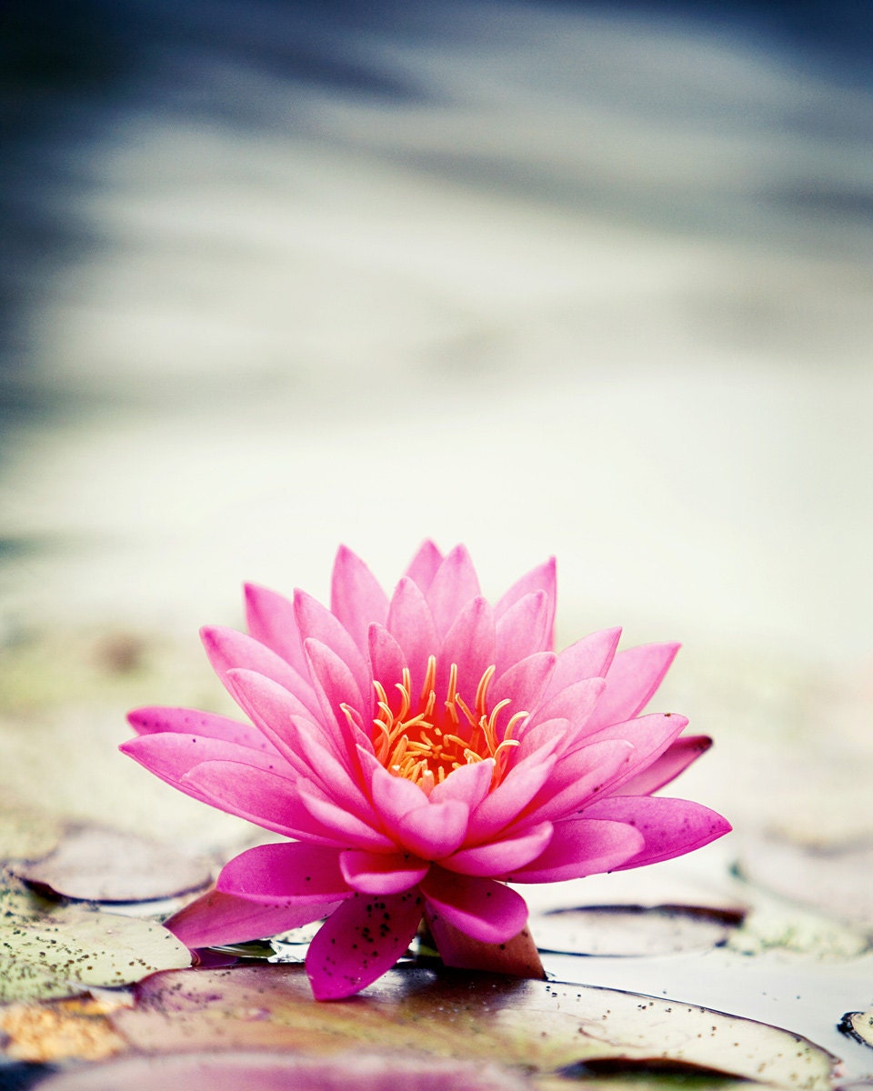 Pink Lotus - 8 X 10 Fine Art Photo Print