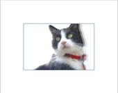 Cat Portrait Fine Art Photography - Original Pet, Black and White Cat Painting with Photography Affordable Wall Decor