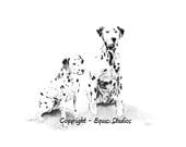 Dalmatian Dog Art, Sitting Dogs Portrait, 15 x 12"  Limited Edition Print of Pencil Drawing, Canine Artwork