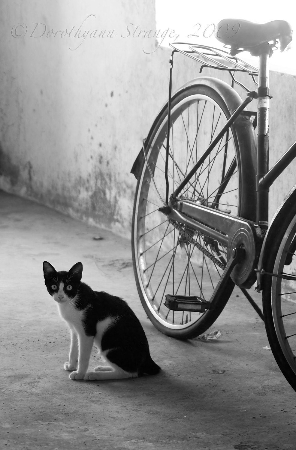 cat, bicycle, Black and White art photography, wall or desk decor - RightOnStrange