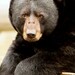 Animal photography, Fathers Day, Black bear, mocha brown, rustic, art, dudes, Spring cabin, lodge wall decor
