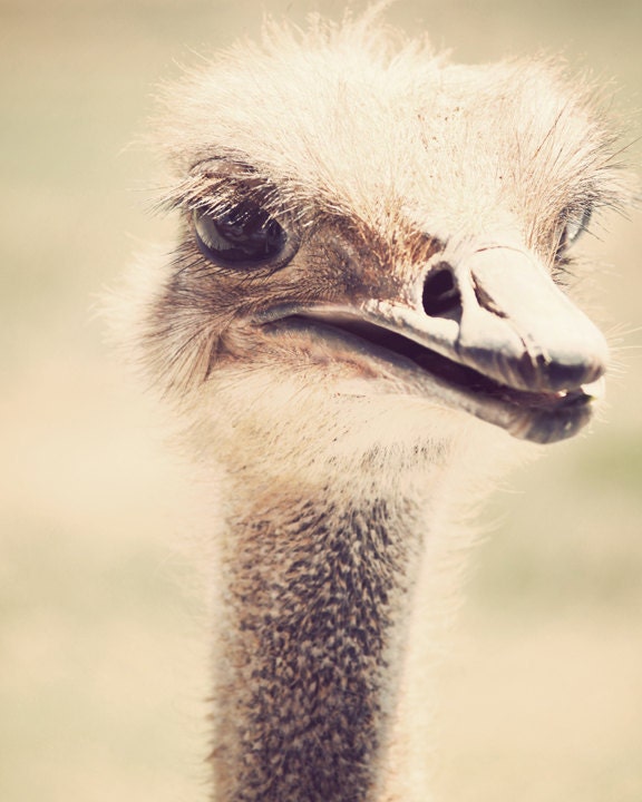 animal nursery art ostrich photo neutral wall decor kids room bird photography beige brown 8x10