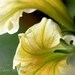 Petunias of Yellow Swirls  summer colors photograph 7x10