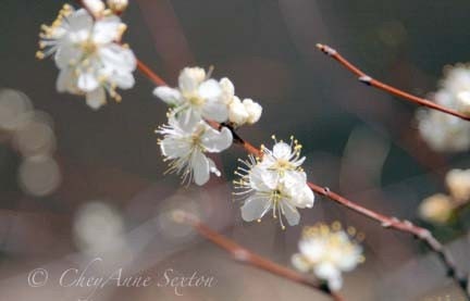 Sweet White Blossoms photo print 8x10