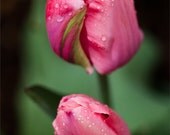 Tulips - Fine Art Print - 8x10