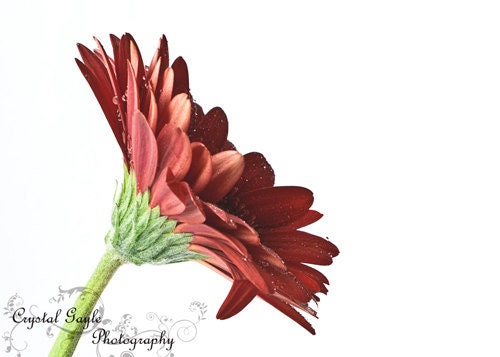 Flower Large Wall Art Photography Print Leaning Home Decor Red Custom Size FREE SHIPPING - CrystalGaylePhoto
