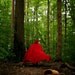 The Wolf is Coming Red Riding Hood 8x10 Fine Art Photograph, Enchanted Forrest