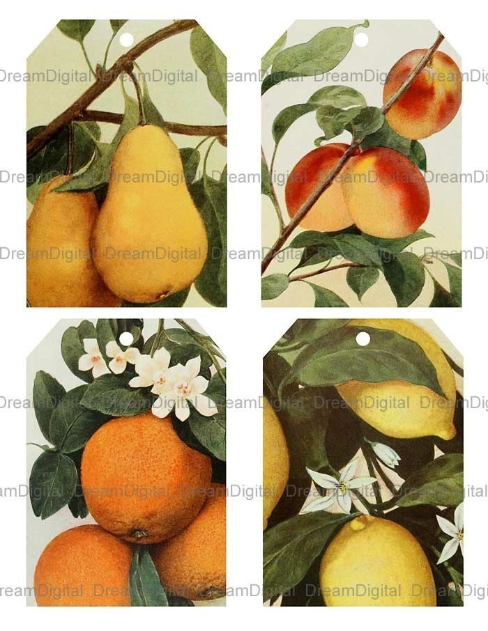 Fruit Digital Collage Sheet Hang Tags Labels Printable Images - INSTANT DOWNLOAD No.120