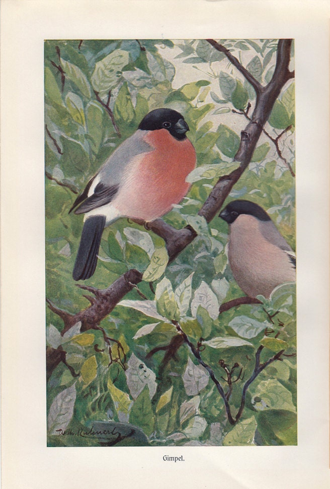 1900  Antique BIRD print, BULLFINCH BIRDS