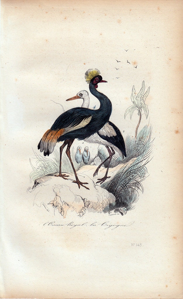 1870 rare Antique Victorian BIRD print By BUFFON, The royal bird and the stork