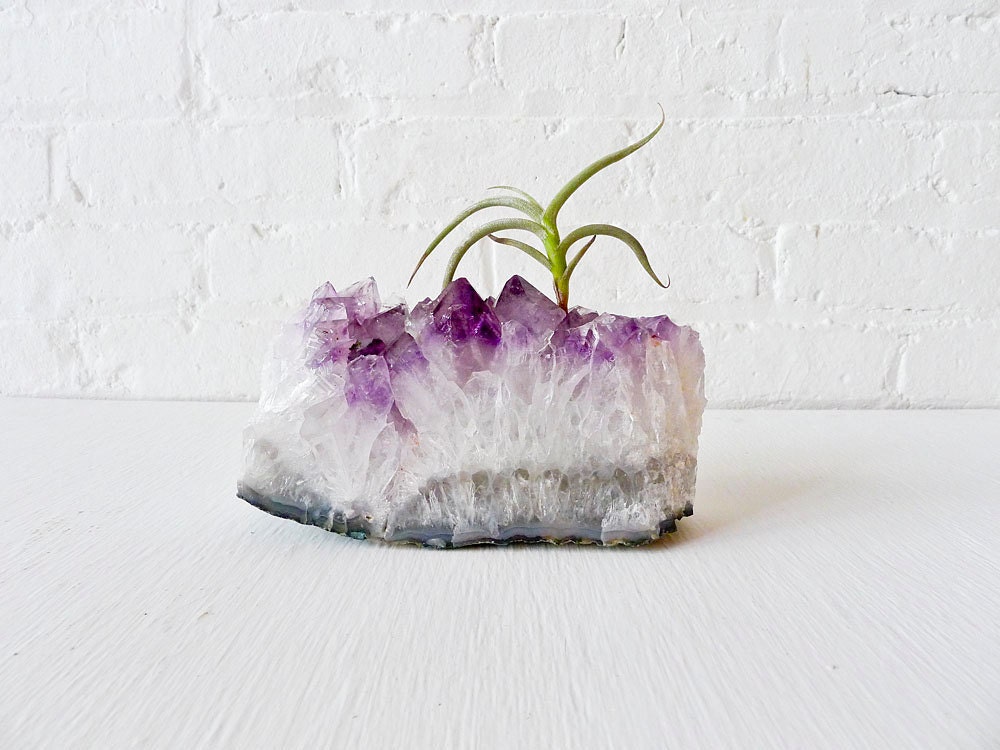 Huge Amethyst Geode Crystal Slab w Myosura LIVE Air Plant Garden