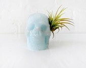 10% SALE - Tribal Blue Boy - Aragonite Carved Skull Air Plant Garden