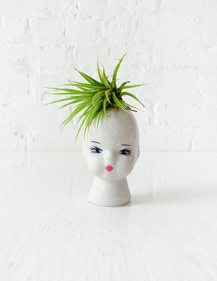 Air Plant Garden on Porcelain Doll Head