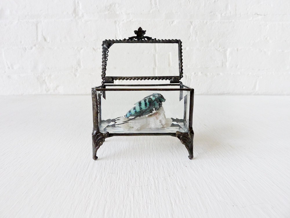 Sleeping Blue Beetle on Crystal Quartz in Beveled Glass Jewelry Box