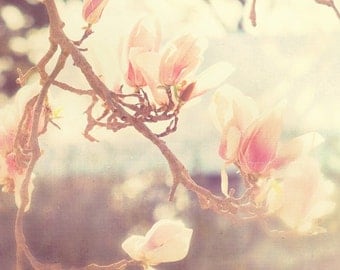 flower photography, magnolia tree photo, Sunshine Smile, spring southern charm, cottage chic, garden soft white pink blue girls room decor