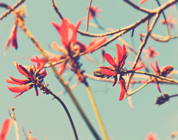 teal babys room decor, nature photography, flower photograph, cherry red coral tree petals, blue green spring branches print, Myan Soffia
