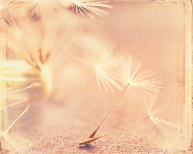nature photography, romantic dandelion photo, Let's grow old together, hazy pink soft yellow peach apricot love weddings, babys room