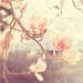 flower photography, magnolia tree photo, Sunshine Smile, spring southern charm, cottage chic, garden soft white pink blue girls room decor