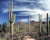 Saguaro Cactuses in Saguaro National Park A Fine Art Wall Decor Photograph