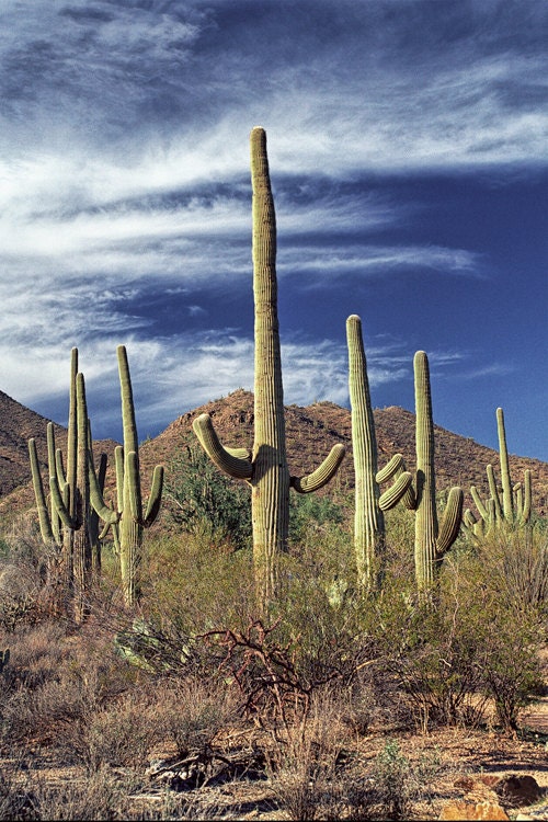 Saguaro Cactuses near Tucson Arizona - A Fine Art Photograph