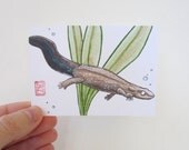 ACEO Coming in for a Landing - Chinese Warty Newt - Salamander Art Archival Print