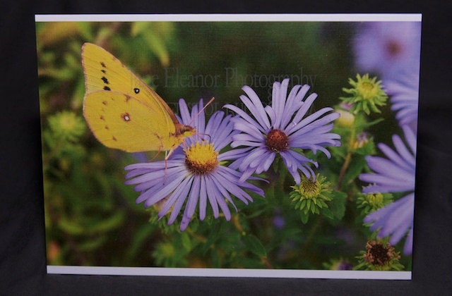 Nature Greeting Card - Butterfly on Asters "Best Friends" 5" x 7" photo press printed linen texture, blank inside