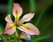 Joy - Wildflower photograph, 8" x 10" fine art nature photo, Copper Iris botanical Iris fulva