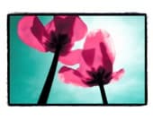 Tulips Home Decor - Teal Turquoise, Magenta Pink, Springtime, Flowers, Spring, shabby Chic Wall Art Fine Art Print 8x10 - RikkiVanCamp