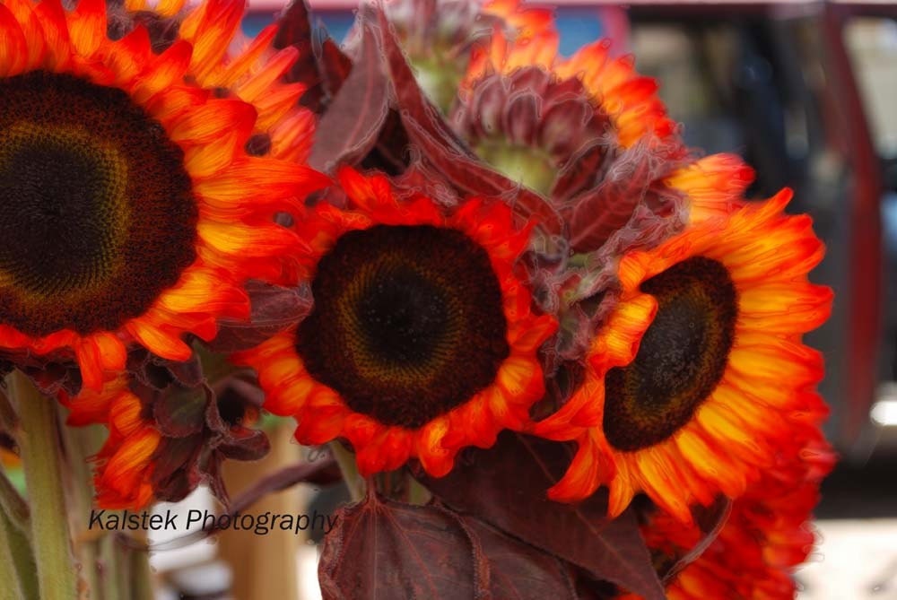 Sunflowers Photography Burnt Orange Red Yellow Sunflower Art Whimsical Cheerful Home Decor Floral Print 8x12