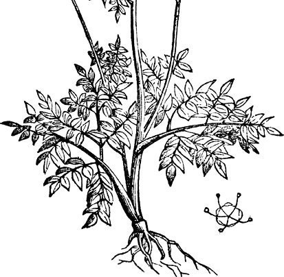 Angelica Root Tincture