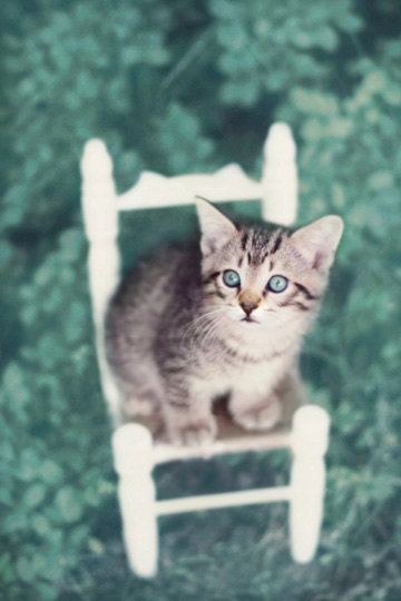 Kitten Photography, Nursery Decor, white & teal wall art, aqua, turquoise, cute, baby animal, kid's room decor, shabby chic, cat 8x12 Print