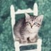 Kitten Photography, Nursery Decor, white & teal wall art, aqua, turquoise, cute, baby animal, kid's room decor, shabby chic, cat 8x12 Print
