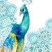 PRINT / Peacock Garden