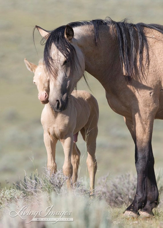 Mother's Love - Fine Art Wild Horse Photograph