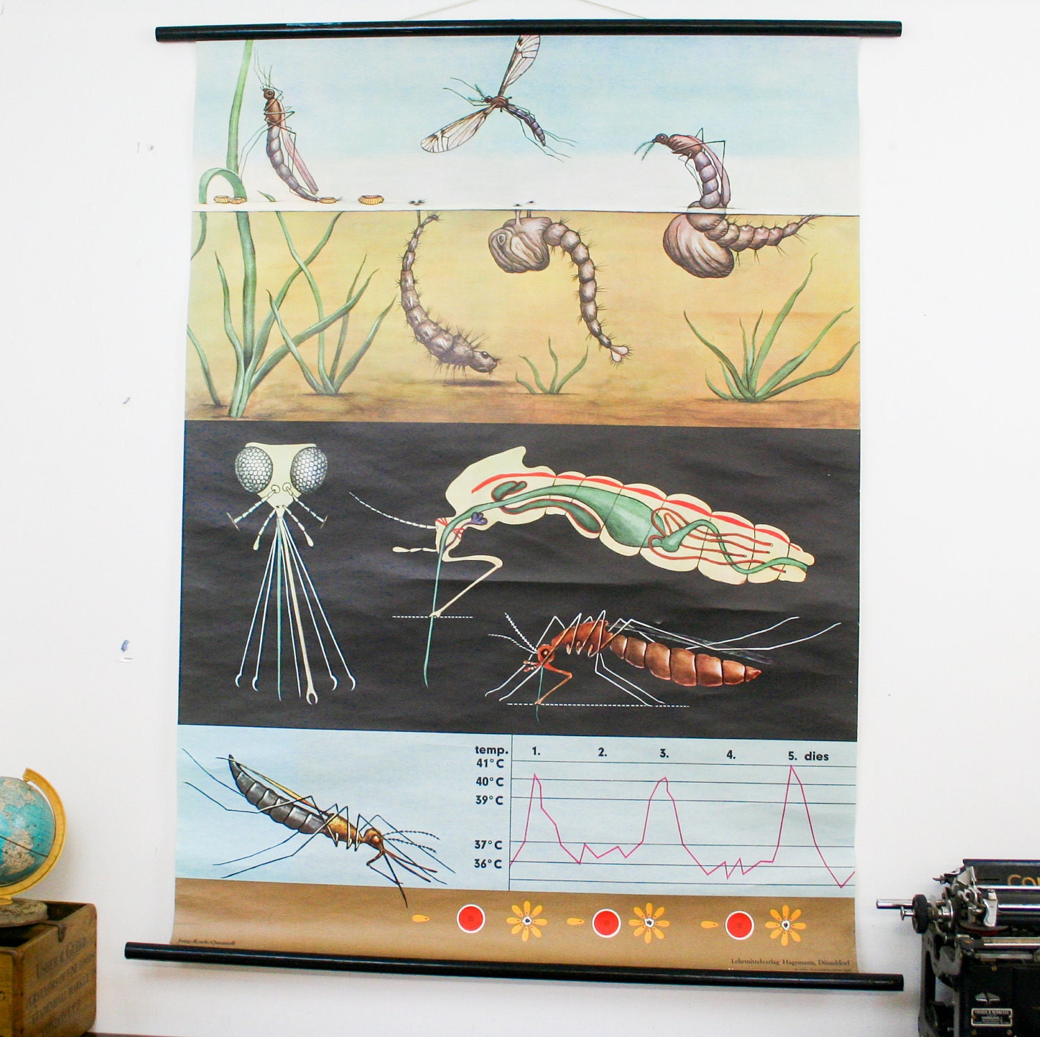 Vintage school chart Jung Koch Quentell, mosquito