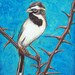 Sparrow - Original Oil painting, birds and nature