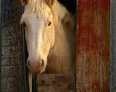 Farm Horse - "Cooped Up" - 8x10 Fine Art Print