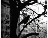 Bird in the City Silhouette Black and White Square Photo Art Print - 8x8