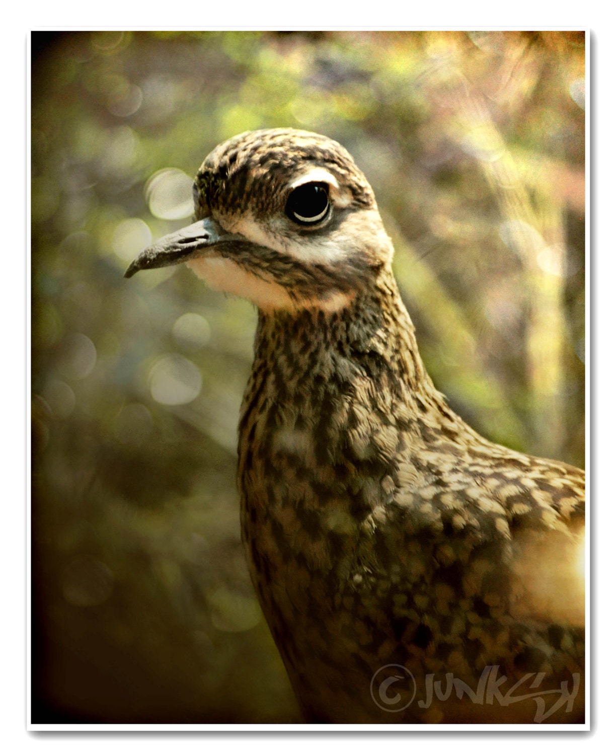 Close up Photo of stone curlew Spotted Dikkop Kiwi bird Portrait - 8x10