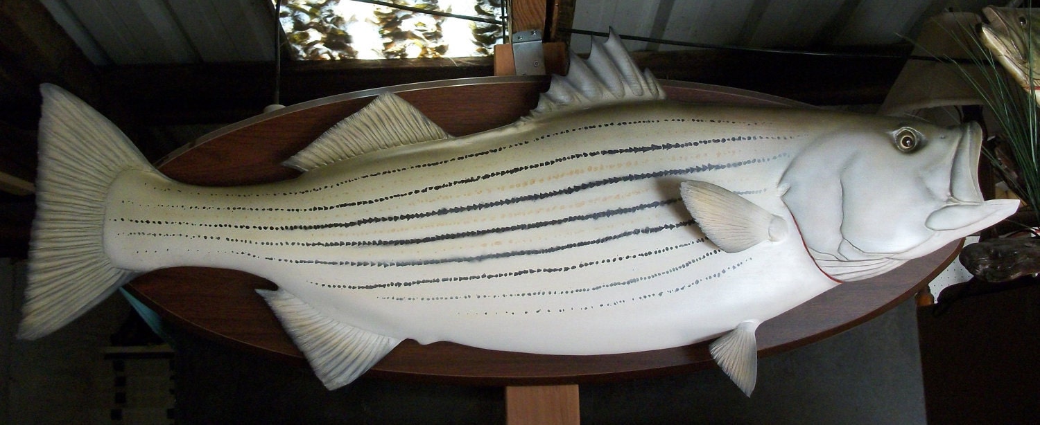 STRIPED BASS fish wood carving wall mount 44 INCH