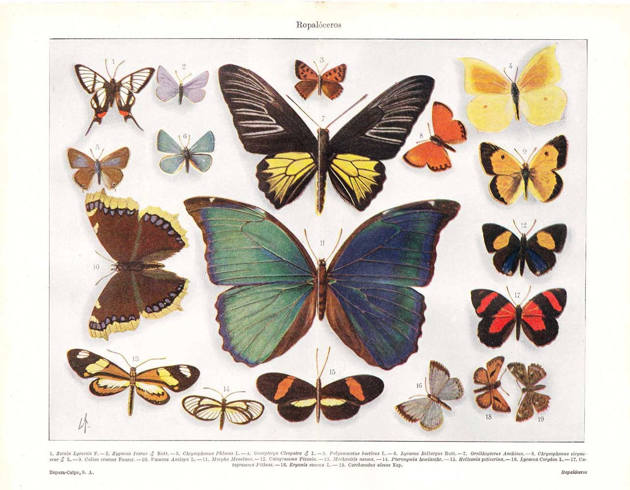 Butterflies Lithograph Print Entomology 1920s