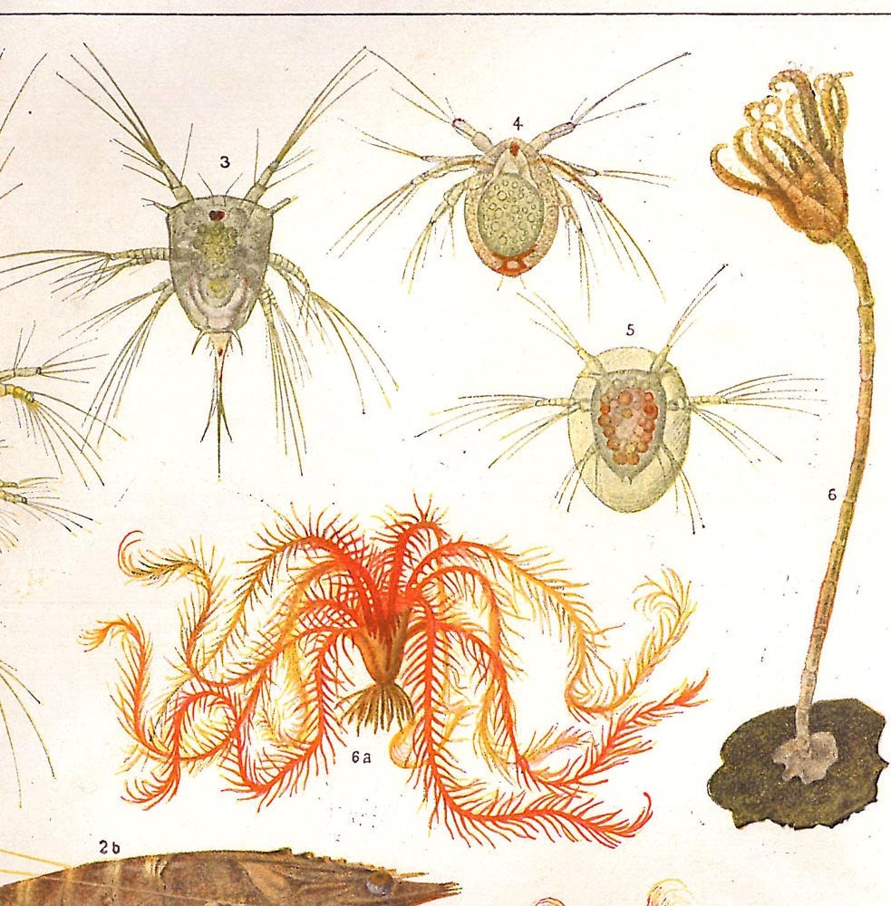 Marine Life Vintage Art Print  Fishes Crustaceans Crinoids 1920s